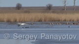 Video of Mute Swan - Mute Swan in the winter lake